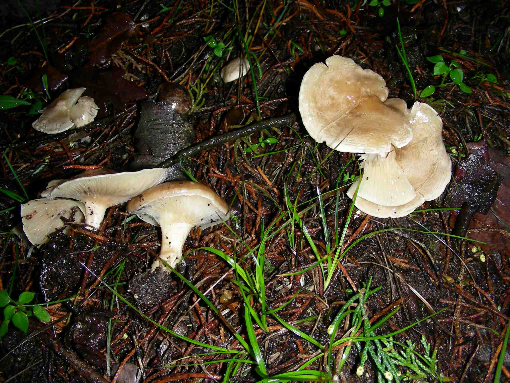 1859 Dicembre vecchio ritrovamento